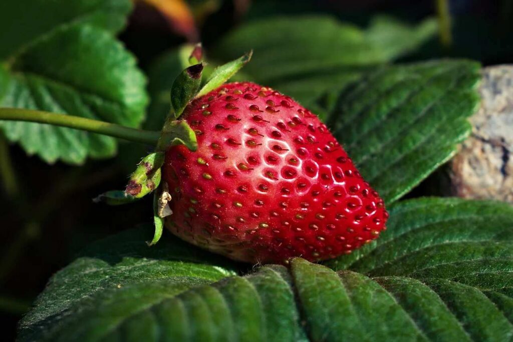 Scopri cosa avviene veramente al tuo corpo quando mangi fragole con la glicemia alle stelle!