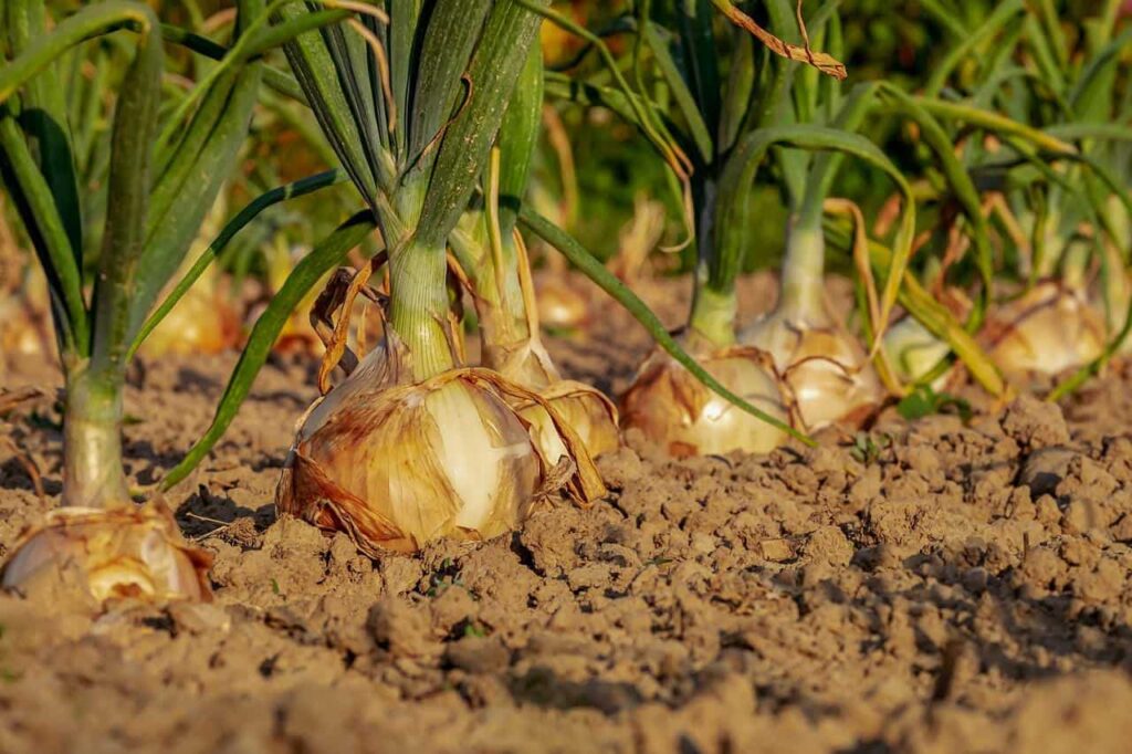 Mangiare cipolla in eccesso: scopri i rischi secondo l’esperto!